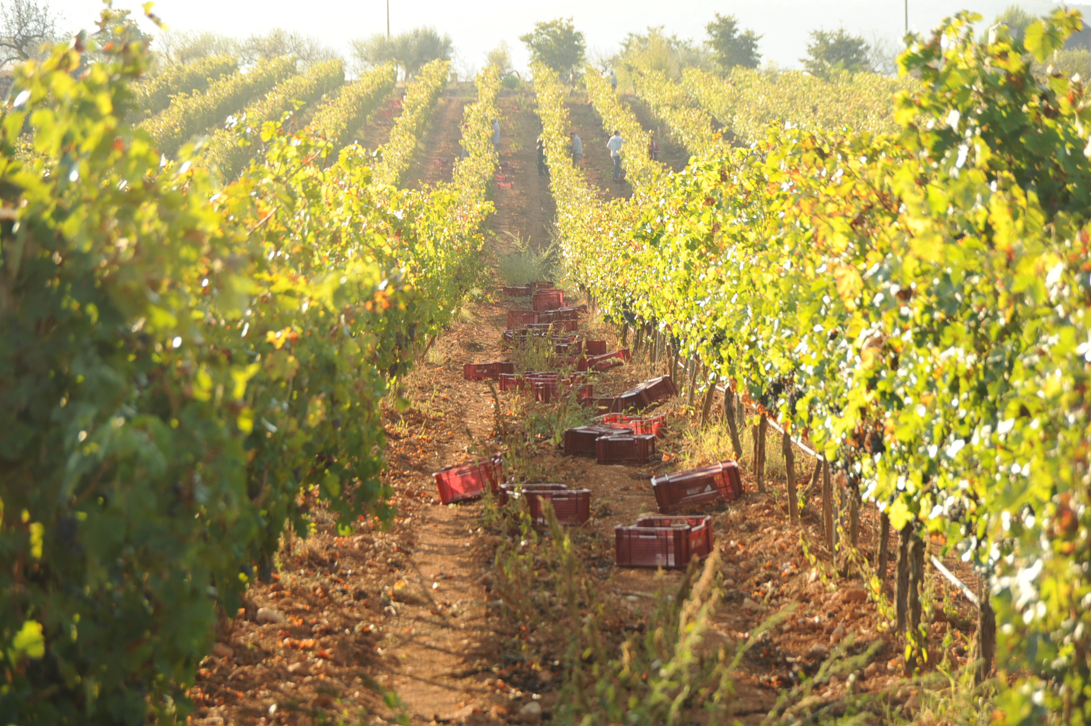 Vendange manuelle, Vignoble Languedoc