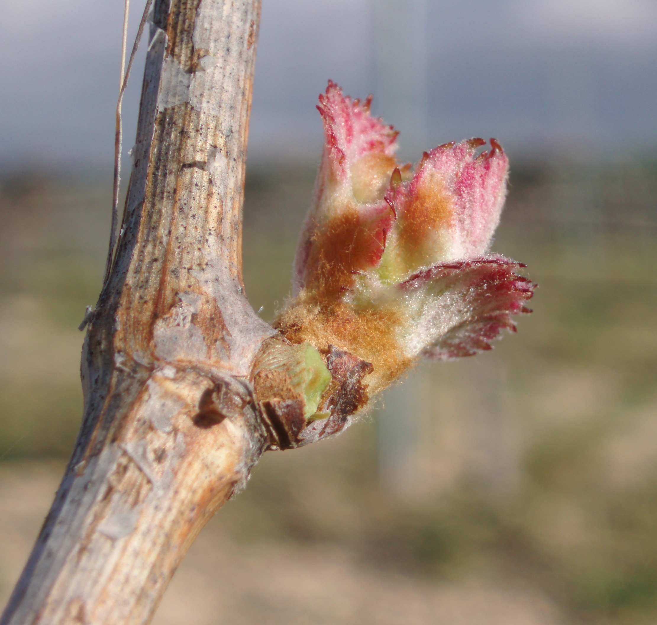 Conseil en viticulture, bourgeon de vigne