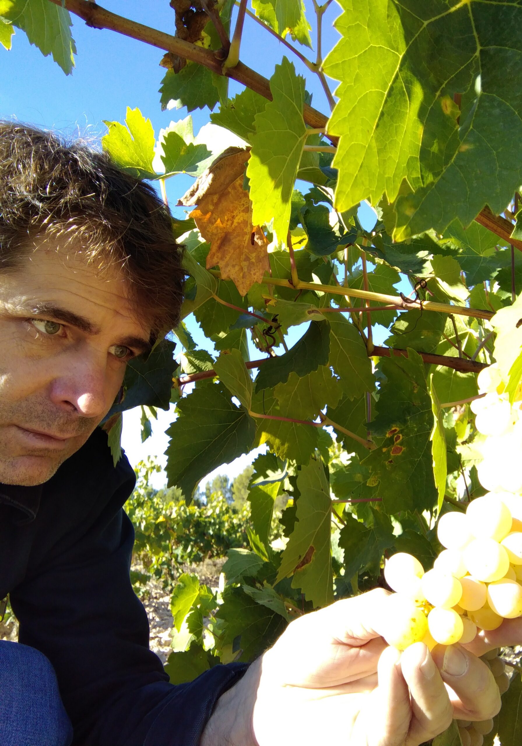 Mario Malafosse, conseil œnologique